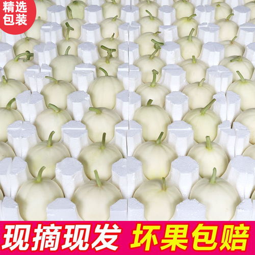 陕西阎良甜瓜 一口尝尽夏日清甜，脆爽多汁的时令馈赠