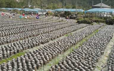 风景秀丽、民风淳朴！荔波这个村，定藏着你向往的乡愁与鲜果之乐