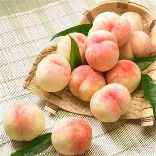 80多年前嘉定集仙宫的水蜜桃，是什么味道？